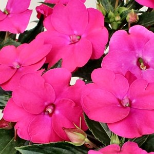 Impatiens Vigorous Rose Pink SunPatiens